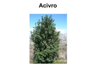 Acivro 