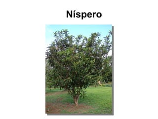 Níspero 