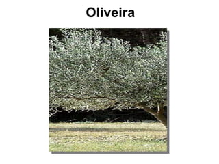 Oliveira 