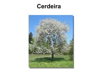 Cerdeira 