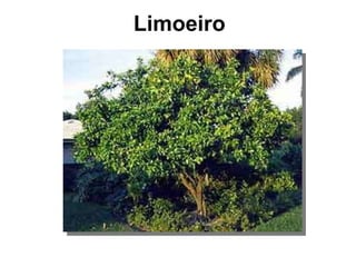Limoeiro 