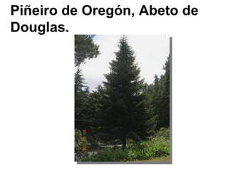 Piñeiro de Oregón, Abeto de Douglas. 