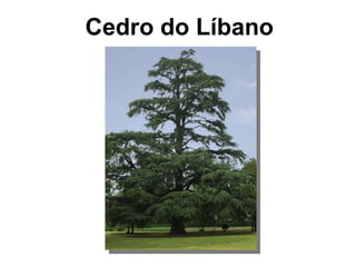 Cedro do Líbano 