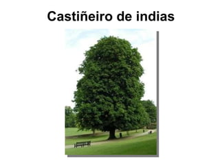 Castiñeiro de indias 