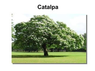 Catalpa 