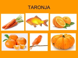 TARONJA

 