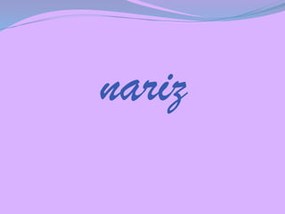 nariz

 