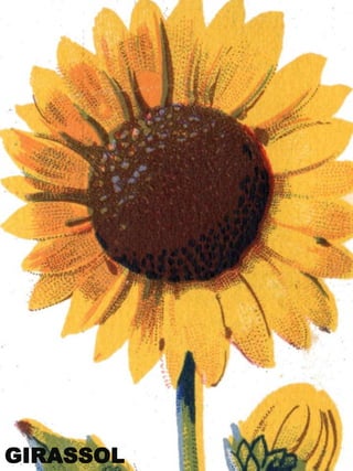 GIRASSOL

 