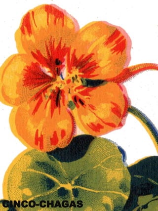 CINCO-CHAGAS

 