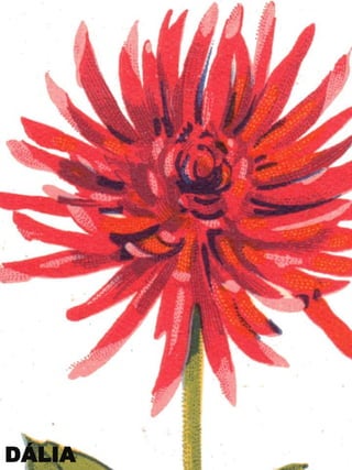 DÁLIA

 