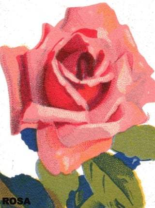 ROSA

 