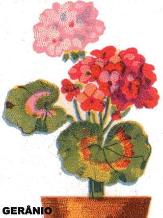 GERÂNIO

 