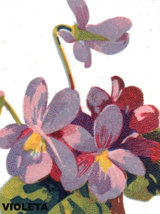 VIOLETA

 
