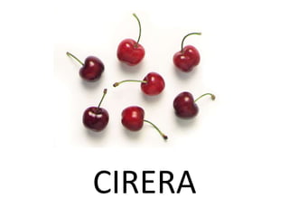 CIRERA
 