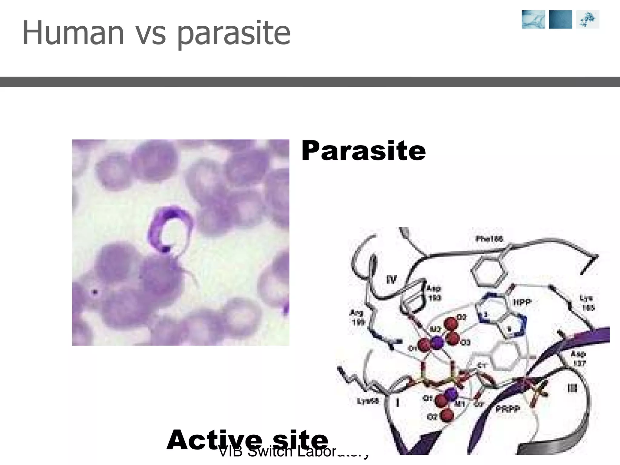 Human vs parasite Parasite Active site 