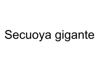 Secuoya gigante