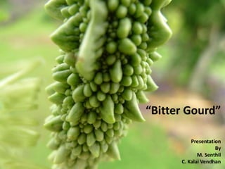 “Bitter Gourd”
Presentation
By
M. Senthil
C. Kalai Vendhan

 