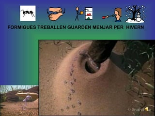 FORMIGUES TREBALLEN GUARDEN MENJAR PER  HIVERN 