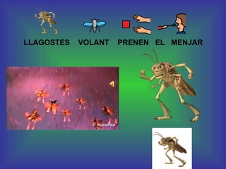 LLAGOSTES  VOLANT  PRENEN  EL  MENJAR 