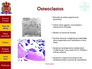 Tecido ósseo
Osteoclastos
Estrutura
e função
Tipos de
células
Matriz
extracelular
Ósteons
Periósteo
e endósteo
Tecido
ósseo
Ossificação
●
Derivados de células progenitoras de
granulócitos.
●
Células móveis, gigantes, mutinucleadas e
extensamente ramificadas.
●
Residem em lacunas de Howship.
●
Secretam lisozimas e colagenase para zona clara
(zona citoplasmática entre osteoclastos e matriz
óssea).
●
Apresentam prolongamentos citoplasmáticos
(“ruffled border”) que contém Na+/K+-ATPases e
anidrase carbônica.
●
Apresentam receptores de calcitonina (lib.
tiróide/paratiróide) e citocinas (lib. osteoblastos).
 