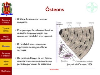 Tecido ósseo
Ósteons
●
Unidade fundamental do osso
compacto.
●
Composto por lamelas concêntricas
de tecido ósseo compacto que
cercam um canal de Havers central.
●
O canal de Havers contém o
suprimento de sangue e fibras
nervosas.
● Os canais de Havers de um ósteon
conectam-se a outros ósteons e ao
periósteo por canais de Volkmann.
Estrutura
e função
Tipos de
células
Matriz
extracelular
Ósteons
Periósteo
e endósteo
Tecido
ósseo
Ossificação
Junqueira & Carneiro, 2004
 