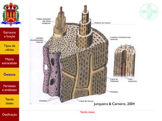 Tecido ósseo
Estrutura
e função
Tipos de
células
Matriz
extracelular
Ósteons
Periósteo
e endósteo
Tecido
ósseo
Ossificação
Junqueira & Carneiro, 2004
 