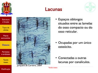 Tecido ósseo
Estrutura
e função
Tipos de
células
Matriz
extracelular
Ósteons
Periósteo
e endósteo
Tecido
ósseo
Ossificação
Lacunas
Junqueira & Carneiro, 2004
●
Espaços oblongos
situados entre as lamelas
do osso compacto ou do
osso reticular.
●
Ocupadas por um único
osteócito.
●
Conectadas a outras
lacunas por canalículos.
 