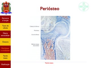 Tecido ósseo
Estrutura
e função
Tipos de
células
Matriz
extracelular
Ósteons
Periósteo
e endósteo
Tecido
ósseo
Ossificação
Periósteo
 