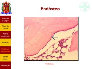 Tecido ósseo
Endósteo
Estrutura
e função
Tipos de
células
Matriz
extracelular
Ósteons
Periósteo
e endósteo
Tecido
ósseo
Ossificação
 