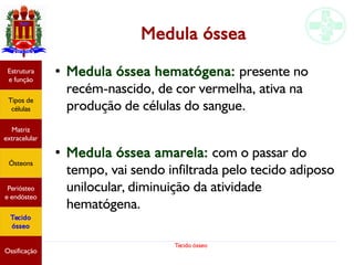 Tecido ósseo
Medula óssea
● Medula óssea hematógena: presente no
recém-nascido, de cor vermelha, ativa na
produção de células do sangue.
●
Medula óssea amarela: com o passar do
tempo, vai sendo infiltrada pelo tecido adiposo
unilocular, diminuição da atividade
hematógena.
Estrutura
e função
Tipos de
células
Matriz
extracelular
Ósteons
Periósteo
e endósteo
Tecido
ósseo
Ossificação
 