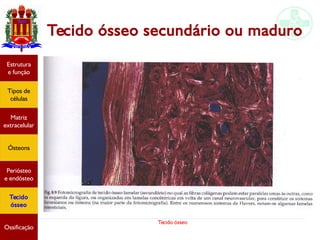 Tecido ósseo
Tecido ósseo secundário ou maduro
Estrutura
e função
Tipos de
células
Matriz
extracelular
Ósteons
Periósteo
e endósteo
Tecido
ósseo
Ossificação
 