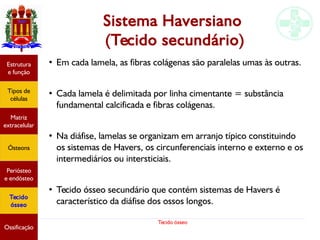 Tecido ósseo
Sistema Haversiano
(Tecido secundário)
●
Em cada lamela, as fibras colágenas são paralelas umas às outras.
●
Cada lamela é delimitada por linha cimentante = substância
fundamental calcificada e fibras colágenas.
●
Na diáfise, lamelas se organizam em arranjo típico constituindo
os sistemas de Havers, os circunferenciais interno e externo e os
intermediários ou intersticiais.
●
Tecido ósseo secundário que contém sistemas de Havers é
característico da diáfise dos ossos longos.
Estrutura
e função
Tipos de
células
Matriz
extracelular
Ósteons
Periósteo
e endósteo
Tecido
ósseo
Ossificação
 