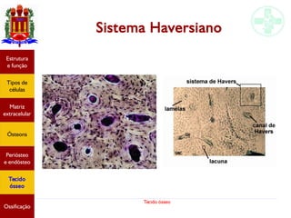 Tecido ósseo
Estrutura
e função
Tipos de
células
Matriz
extracelular
Ósteons
Periósteo
e endósteo
Tecido
ósseo
Ossificação
Sistema Haversiano
 