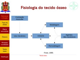 Tecido ósseo
Fisiologia do tecido ósseo
Estrutura
e função
Tipos de
células
Matriz
extracelular
Ósteons
Periósteo
e endósteo
Tecido
ósseo
Ossificação
Contração
muscular
Uso mecânico OSSOS
Modelagem
Remodelagem
Agentes
não-mecânicos
Frost, 1995
 