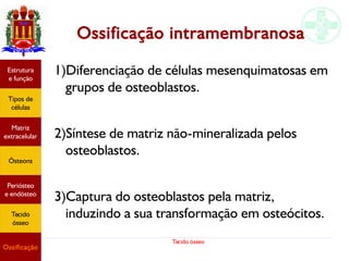 Tecido ósseo
Ossificação intramembranosa
1)Diferenciação de células mesenquimatosas em
grupos de osteoblastos.
2)Síntese de matriz não-mineralizada pelos
osteoblastos.
3)Captura do osteoblastos pela matriz,
induzindo a sua transformação em osteócitos.
Estrutura
e função
Tipos de
células
Matriz
extracelular
Ósteons
Periósteo
e endósteo
Tecido
ósseo
Ossificação
 