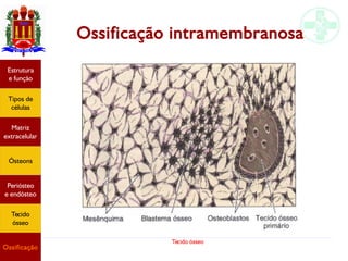 Tecido ósseo
Ossificação intramembranosa
Estrutura
e função
Tipos de
células
Matriz
extracelular
Ósteons
Periósteo
e endósteo
Tecido
ósseo
Ossificação
 