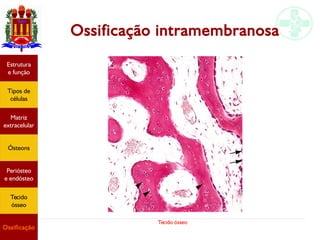 Tecido ósseo
Ossificação intramembranosa
Estrutura
e função
Tipos de
células
Matriz
extracelular
Ósteons
Periósteo
e endósteo
Tecido
ósseo
Ossificação
 