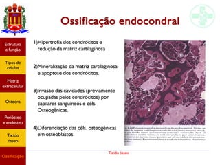 Tecido ósseo
Ossificação endocondral
1)Hipertrofia dos condrócitos e
redução da matriz cartilaginosa
2)Mineralização da matriz cartilaginosa
e apoptose dos condrócitos.
3)Invasão das cavidades (previamente
ocupadas pelos condrócitos) por
capilares sanguíneos e céls.
Osteogênicas.
4)Diferenciação das céls. osteogênicas
em osteoblastos
Estrutura
e função
Tipos de
células
Matriz
extracelular
Ósteons
Periósteo
e endósteo
Tecido
ósseo
Ossificação
 