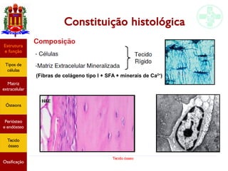 Tecido ósseo
Constituição histológica
Estrutura
e função
Tipos de
células
Matriz
extracelular
Ósteons
Periósteo
e endósteo
Tecido
ósseo
Ossificação
(Fibras de colágeno tipo I + SFA + minerais de Ca2+
)
 