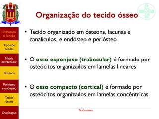 Tecido ósseo
Organização do tecido ósseo
●
Tecido organizado em ósteons, lacunas e
canalículos, e endósteo e periósteo
●
O osso esponjoso (trabecular) é formado por
osteócitos organizados em lamelas lineares
●
O osso compacto (cortical) é formado por
osteócitos organizados em lamelas concêntricas.
Estrutura
e função
Tipos de
células
Matriz
extracelular
Ósteons
Periósteo
e endósteo
Tecido
ósseo
Ossificação
 