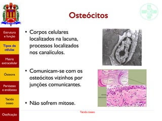 Tecido ósseo
Osteócitos
●
Corpos celulares
localizados na lacuna,
processos localizados
nos canalículos.
●
Comunicam-se com os
osteócitos vizinhos por
junções comunicantes.
●
Não sofrem mitose.
Estrutura
e função
Tipos de
células
Matriz
extracelular
Ósteons
Periósteo
e endósteo
Tecido
ósseo
Ossificação
 