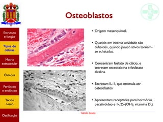 Tecido ósseo
Osteoblastos
Estrutura
e função
Tipos de
células
Matriz
extracelular
Ósteons
Periósteo
e endósteo
Tecido
ósseo
Ossificação
●
Origem mesenquimal.
●
Quando em intensa atividade são
cubóides, quando pouco ativos tornam-
se achatadas.
●
Concentram fosfato de cálcio, e
secretam osteocalcina e fosfatase
alcalina.
●
Secretam IL-1, que estimula atv
osteoclastos
●
Apresentam receptores para hormônio
paratiróideo e 1-,25-(OH)2 vitamina D3)
 