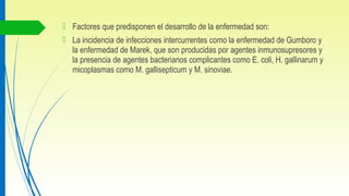  Factores que predisponen el desarrollo de la enfermedad son:
 La incidencia de infecciones intercurrentes como la enfermedad de Gumboro y
la enfermedad de Marek, que son producidas por agentes inmunosupresores y
la presencia de agentes bacterianos complicantes como E. coli, H. gallinarum y
micoplasmas como M. gallisepticum y M. sinoviae.
 