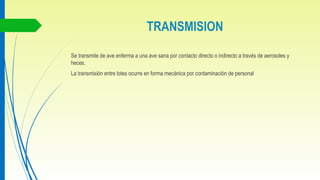 TRANSMISION
Se transmite de ave enferma a una ave sana por contacto directo o indirecto a través de aerosoles y
heces.
La transmisión entre lotes ocurre en forma mecánica por contaminación de personal
 