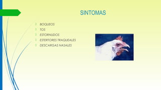 SINTOMAS
 BOQUEOS
 TOS
 ESTORNUDOS
 ESTERTORES TRAQUEALES
 DESCARGAS NASALES
 