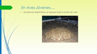 En Aves Jóvenes….
 Se observan deprimidas y se agrupan bajo la fuente de calor
 