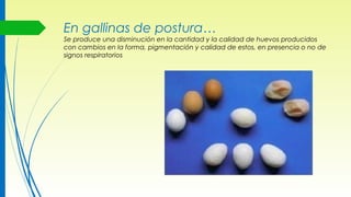 En gallinas de postura…
Se produce una disminución en la cantidad y la calidad de huevos producidos
con cambios en la forma, pigmentación y calidad de estos, en presencia o no de
signos respiratorios
 