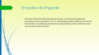 En pollos de Engorde
 Conversión alimenticia.Reducida ganancia de peso. Las infecciones bacterianas
secundarias como por ejemplo E. coli u O. rhinotracheale pueden resultar en aumento de
los decomisos en la planta de procesamiento, especialmente cuando la infección ocurre
unas semanas antes al sacrificio
 