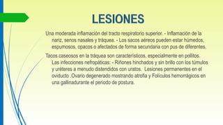 Una moderada inflamación del tracto respiratorio superior. - Inflamación de la
nariz, senos nasales y tráquea. - Los sacos aéreos pueden estar húmedos,
espumosos, opacos o afectados de forma secundaria con pus de diferentes.
Tacos caseosos en la tráquea son característicos, especialmente en pollitos.
Las infecciones nefropáticas: - Riñones hinchados y sin brillo con los túmulos
y uréteres a menudo distendidos con uratos. Lesiones permanentes en el
oviducto .Ovario degenerado mostrando atrofia y Folículos hemorrágicos en
una gallinadurante el periodo de postura.
 