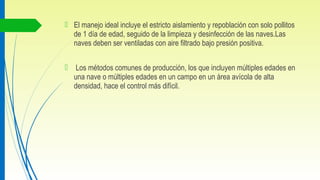 El manejo ideal incluye el estricto aislamiento y repoblación con solo pollitos
de 1 día de edad, seguido de la limpieza y desinfección de las naves.Las
naves deben ser ventiladas con aire filtrado bajo presión positiva.
 Los métodos comunes de producción, los que incluyen múltiples edades en
una nave o múltiples edades en un campo en un área avícola de alta
densidad, hace el control más difícil.
 